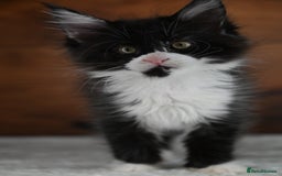 Maine Coon cats for sale: ✨Meet Cherry & Plum✨- TICA Reg - High Smoke-white - Image 13