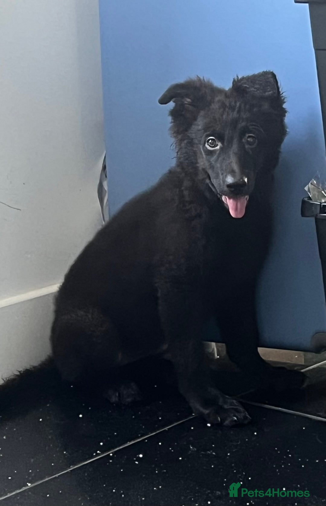 German Shepherd dogs for sale: German shepherd pups silver sable black/tan black  - Image 1