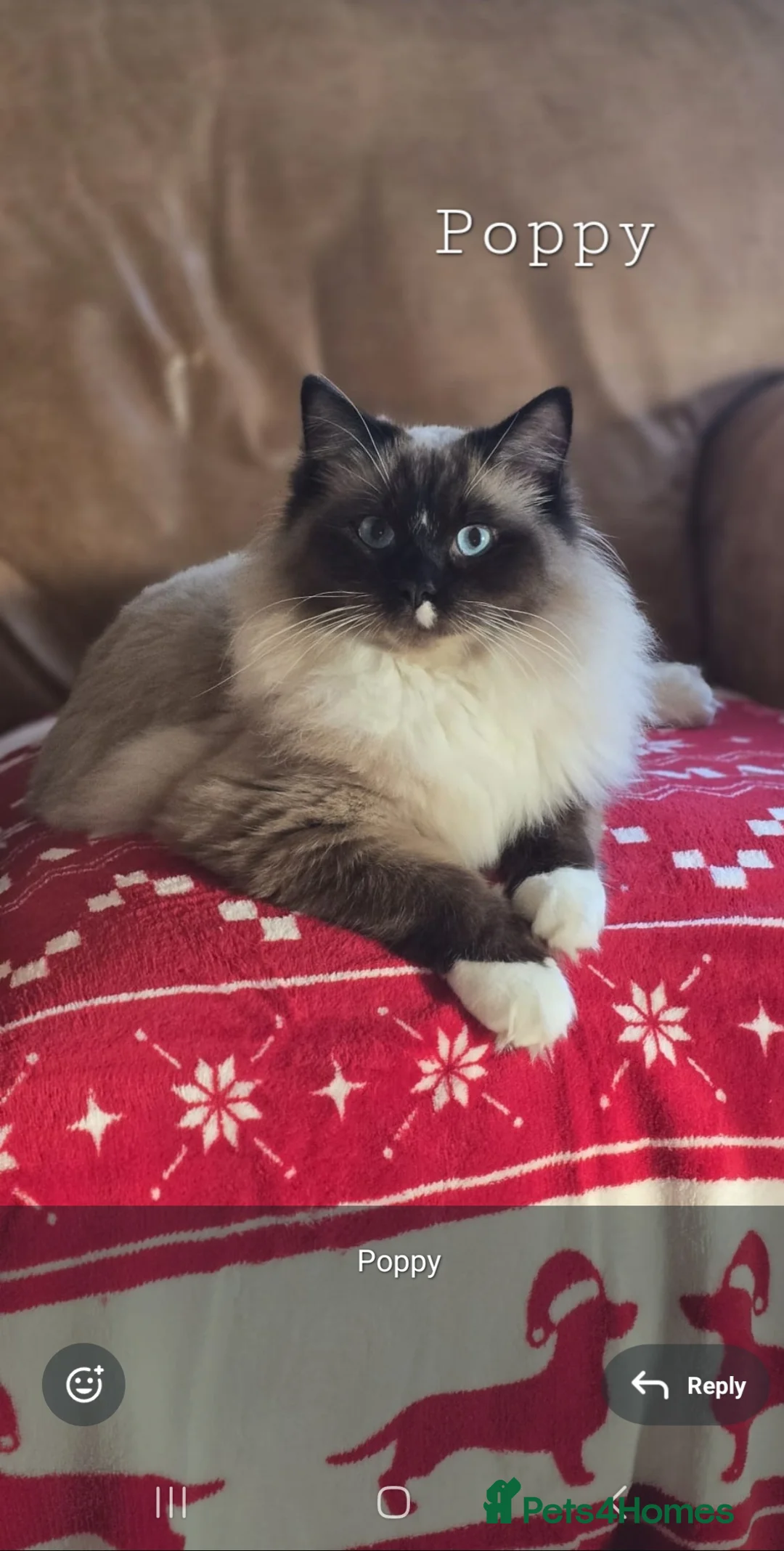 Ragdoll cats for sale: 5 Beautiful Ragdolls  - Advert 3