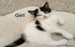 Mixed Breed cats for sale: Lovely playful kittens  - Image 2