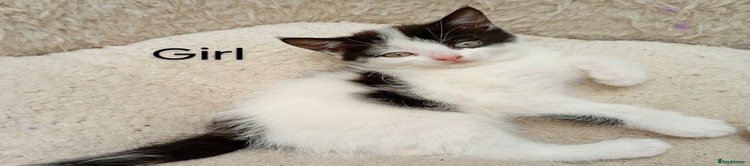 Mixed Breed Kitten 4