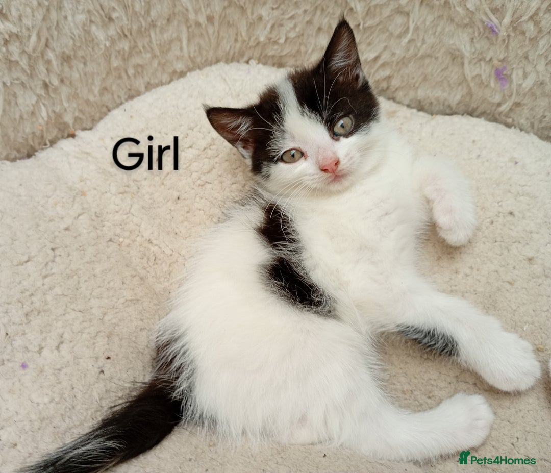 Mixed Breed cats for sale: Lovely playful kittens  - Image 2