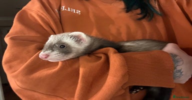 Ferret rodents - Advert 4