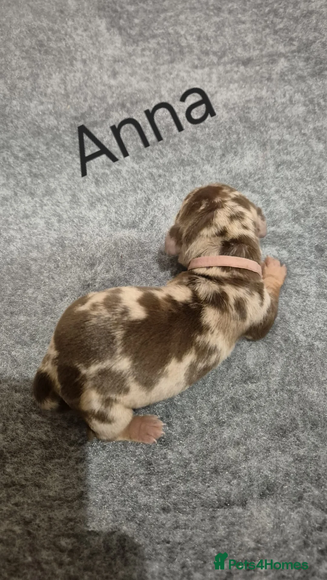 Miniature Dachshund dogs for sale: 7 mini dachshunds Exeter Devon  - Advert 12