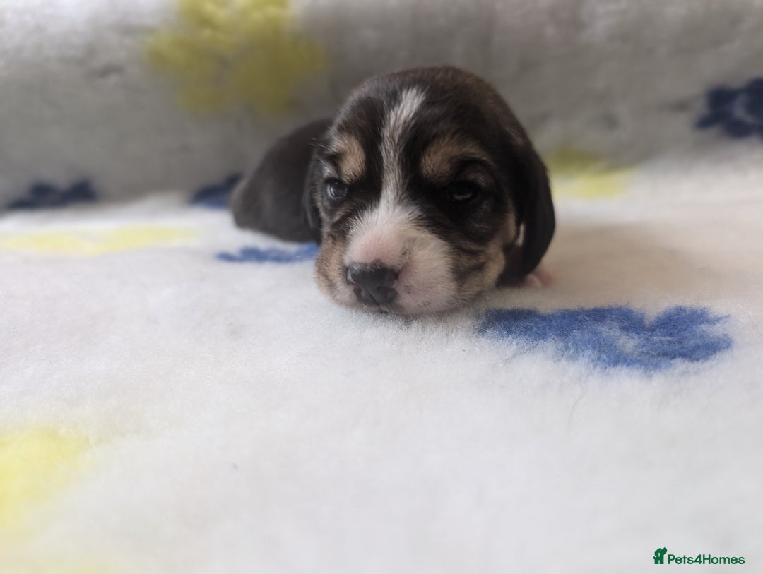 Beagle dogs for sale: Champion Show Line Beagle Puppies - Image 14