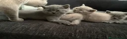 British Shorthair cats for sale: British shorthaired kittens  - Advert 6