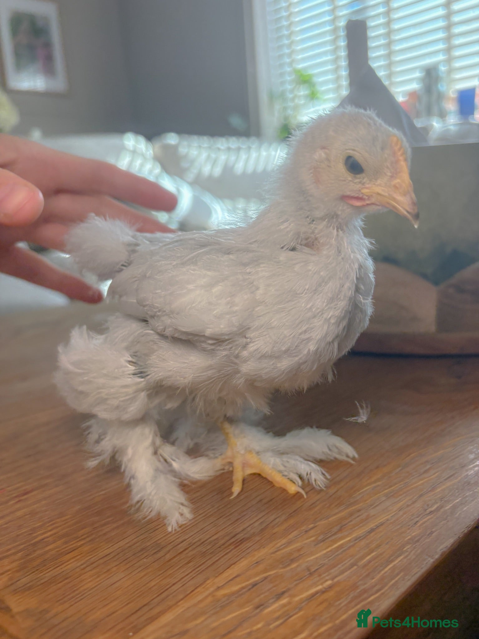 Chickens poultry Exhibition Quality Lavender Pekin Bantam Chicks  - Advert 1