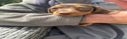 Miniature Dachshund dogs for sale: Gorgeous KC reg miniature dachshund puppies  - Advert 9