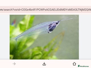 Catfish fish Glass/Ghost Catfish - Advert 3