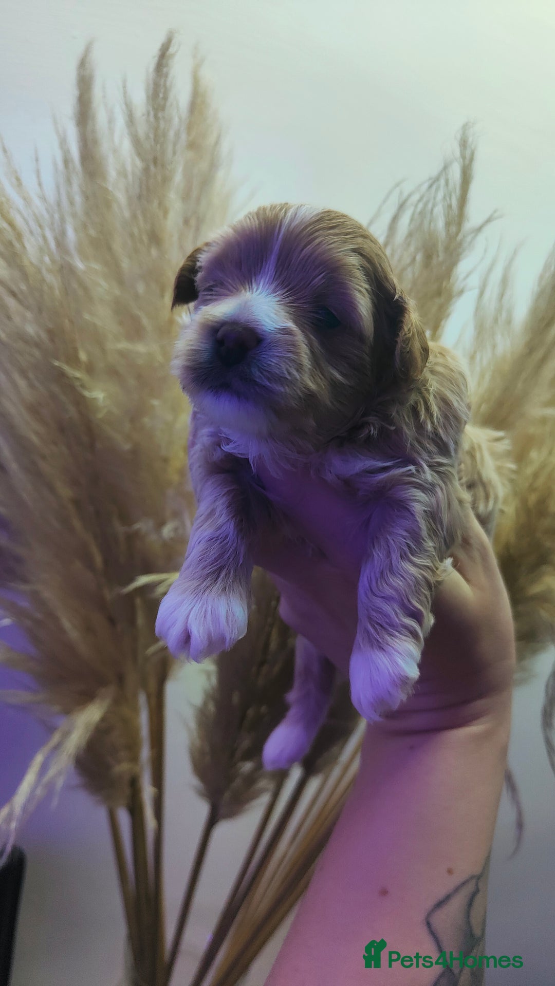 Maltipoo dogs for sale: F1 Tiny Maltipoo Puppies  - Advert 26