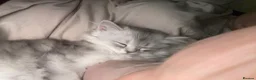 Scottish Fold cats for sale: Scottish Fold/Straight - Advert 16