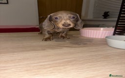 Dachshund dogs for sale: Isabelle and tan dachshund pups  - Image 18