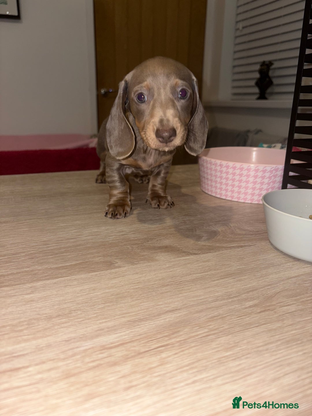 Dachshund dogs for sale: Isabelle and tan dachshund pups  - Image 18