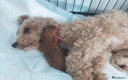 Cavachon dogs for sale: Cavapoochon Puppies Ready 19th September - Image 9