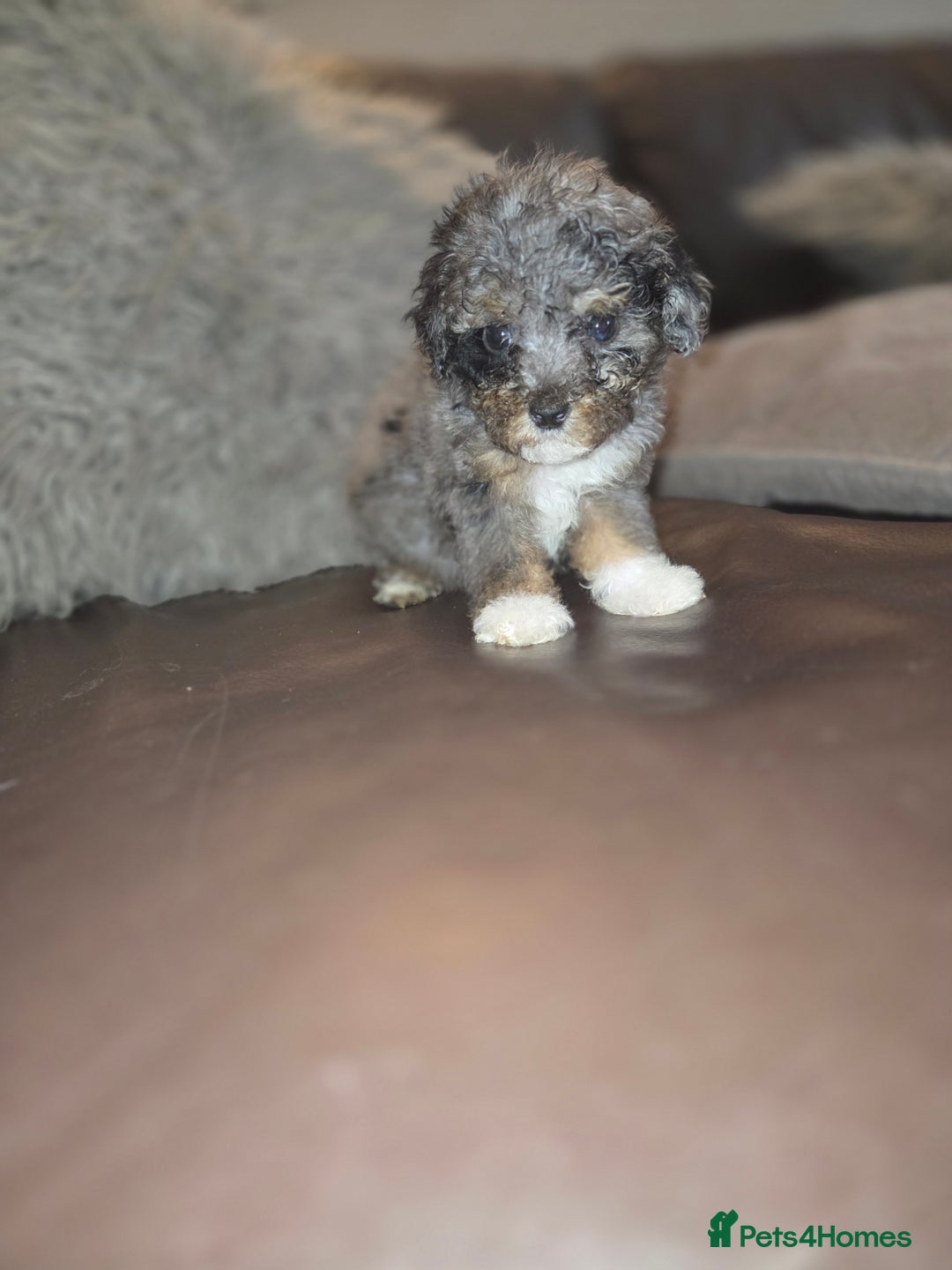 Toy Poodle dogs for sale: Beautiful Toy Poodle puppies - Image 13