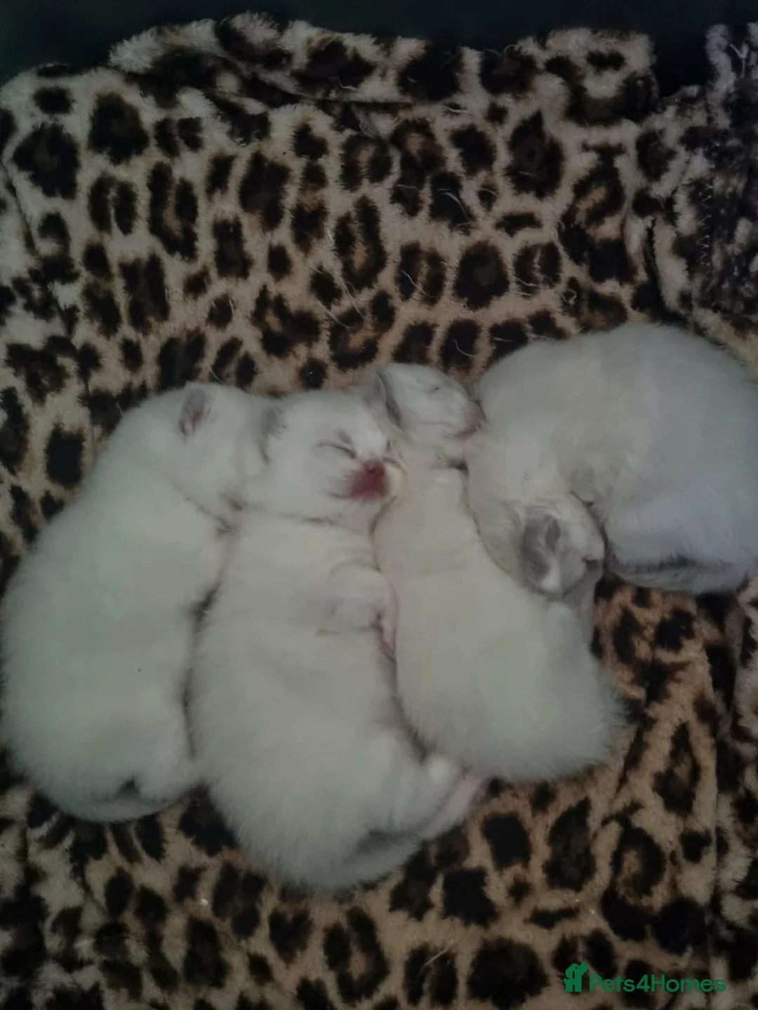 Mixed Breed cats for sale: British shorthair Cross kittens in Ellesmere Port - Advert 2