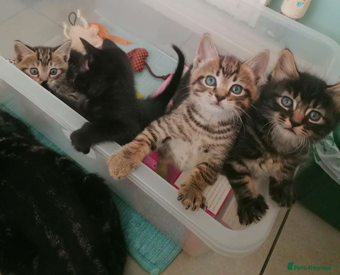 Domestic Shorthair cats for sale: 4 cute kittens :) - Advert 6
