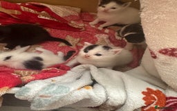 Mixed Breed cats for sale: Fluffy kittens - Image 6