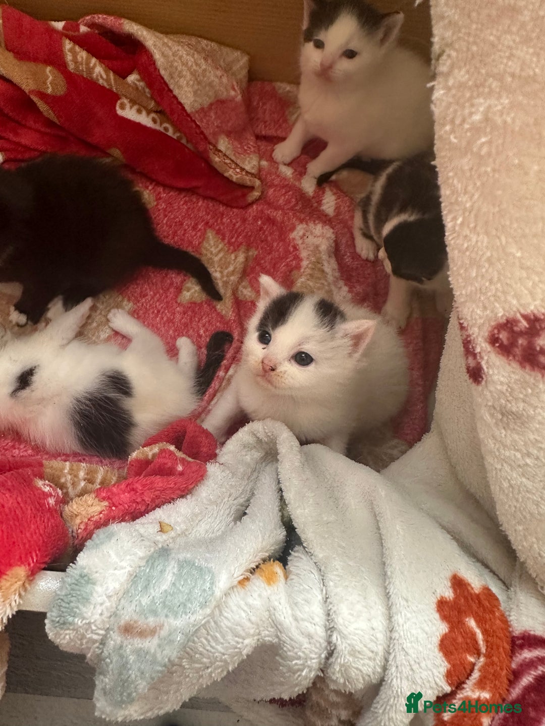 Mixed Breed cats for sale: Fluffy kittens - Image 6