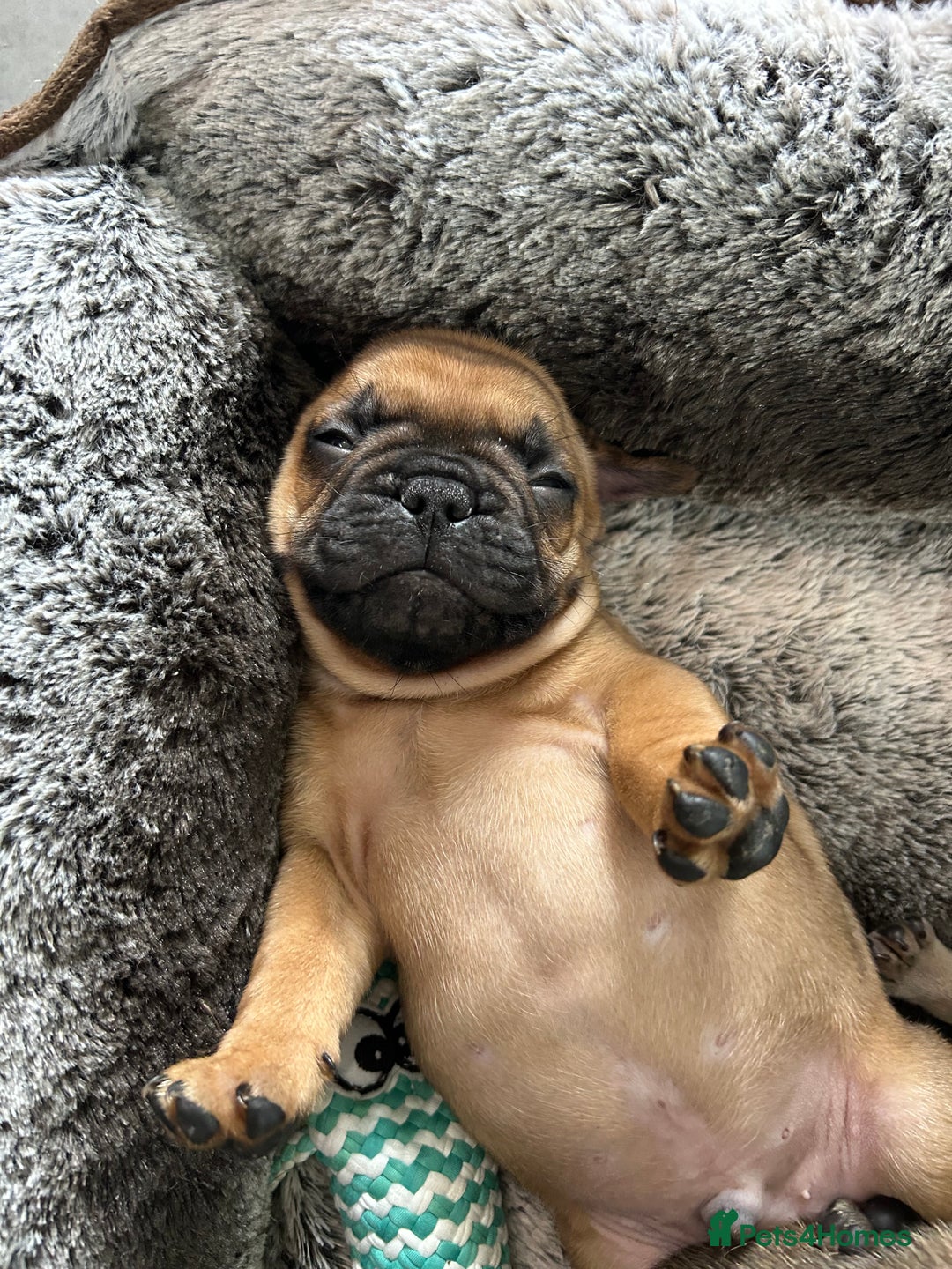 French Bulldog dogs for sale: Full pedigree French bulldog puppies  - Image 9