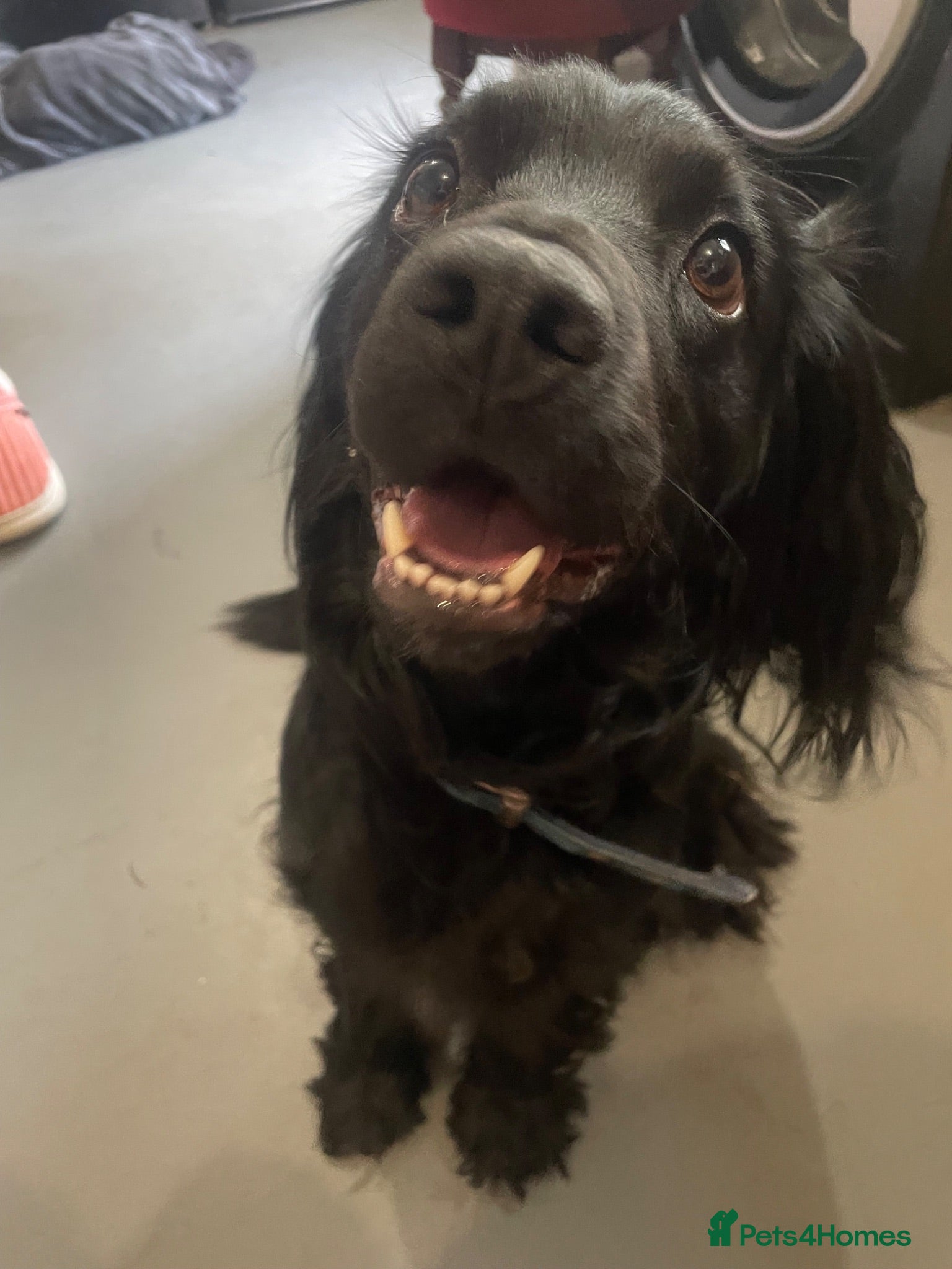Cocker Spaniel dogs This is charlie - Advert 1