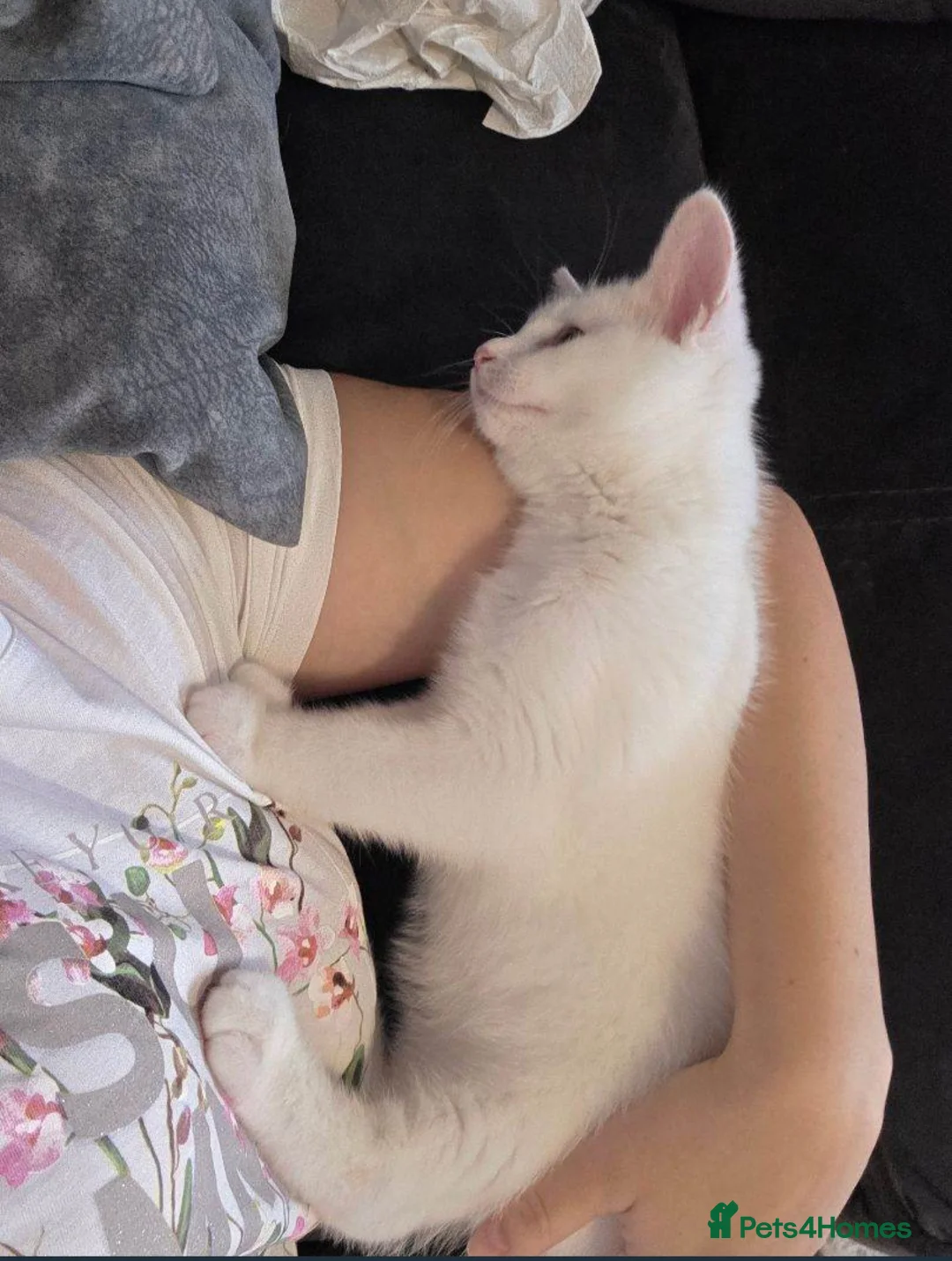 Khao Manee cats for sale: Khao Manee kitten 🐱 - Advert 3