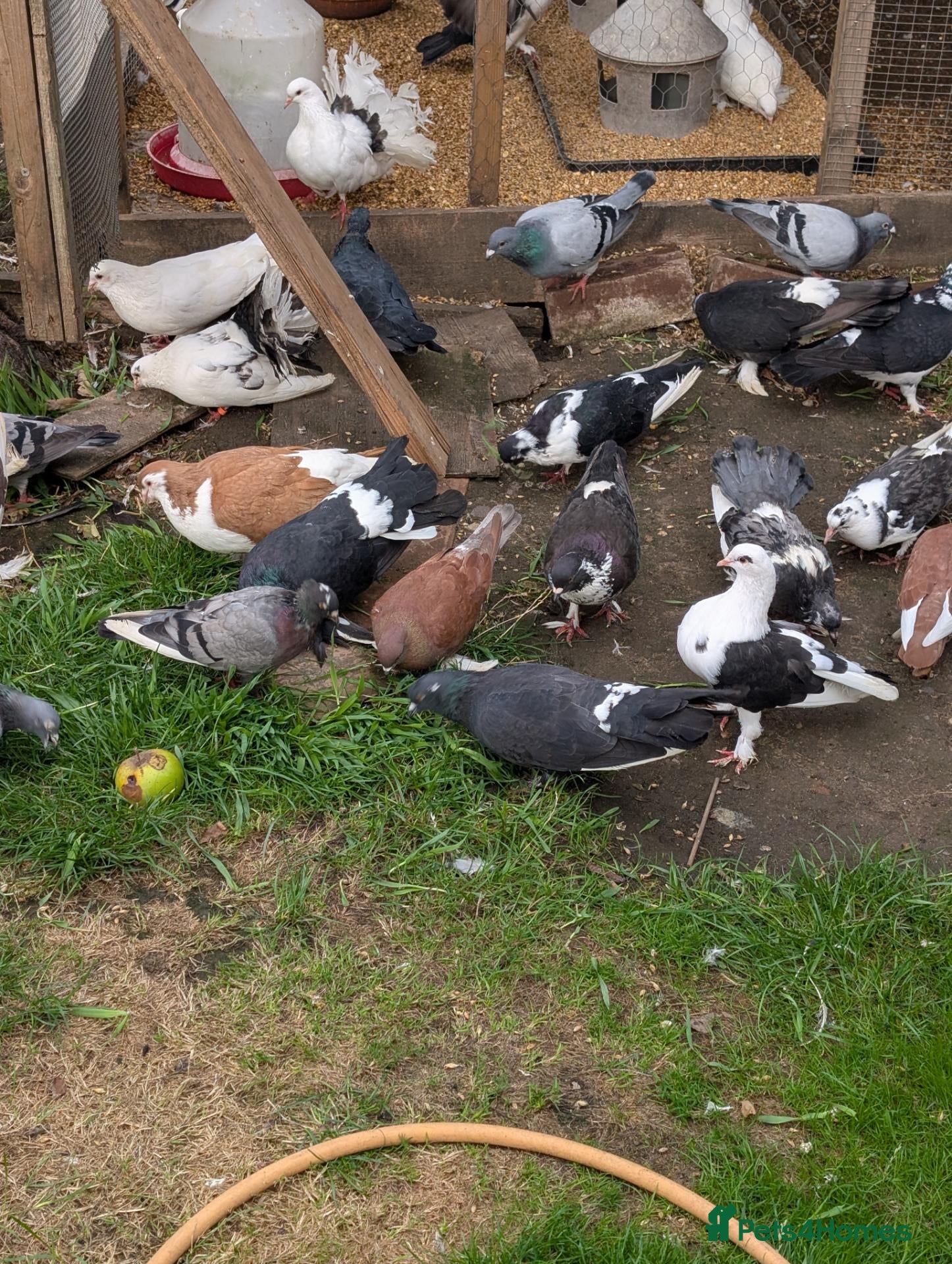 Pigeons birds Pigeons Mixed Variety  - Advert 1