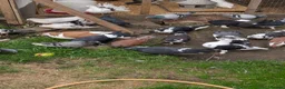 Pigeons birds for sale: Pigeons Mixed Variety  in Ashford - Advert 1