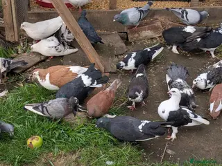 Pigeons birds Pigeons Mixed Variety - Advert 1