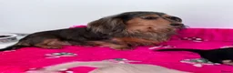 Miniature Dachshund dogs for sale: Miniature longhaired Dachshunds kc reg PRA clear - Advert 9