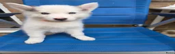 Siberian Husky dogs for sale: PLEASE READ THE DESCRIPTION CAREFULLY. - Advert 14