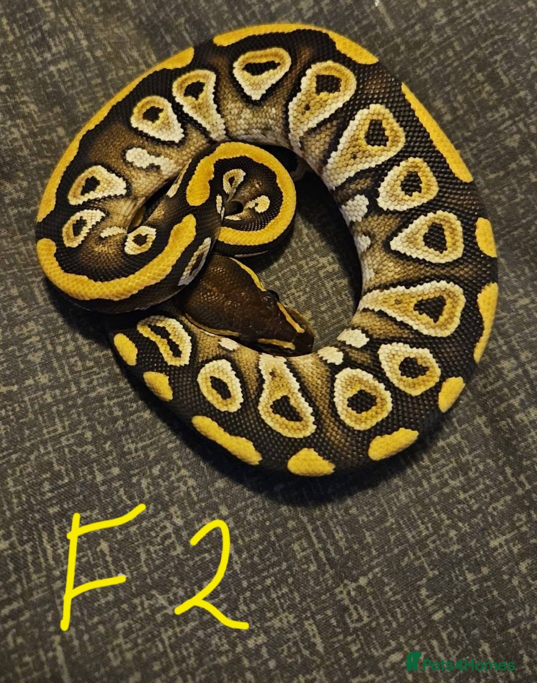 Python Snake reptiles for sale: CB25 Royal python hatchlings - Advert 3