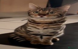 Bengal cats for sale: Bengal kitten F  - Image 5