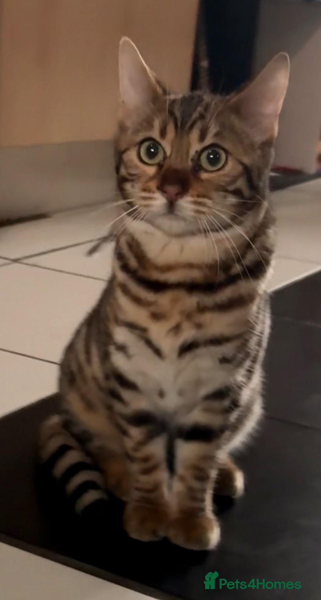 Bengal cats for sale: Bengal kitten F  - Image 5