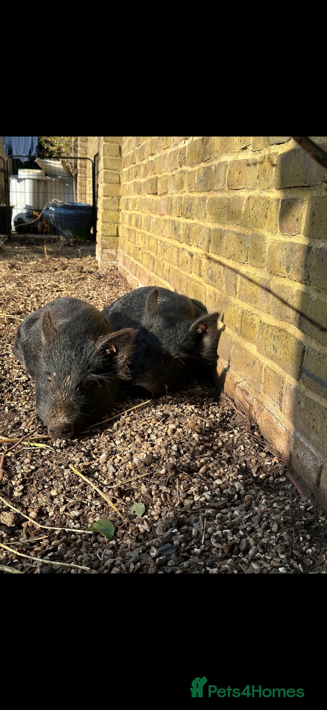 Pig livestock for sale: 2 male pigs for sale - Image 2