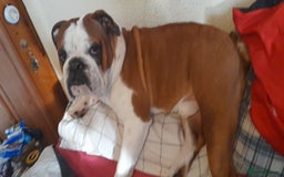 English Bulldog dogs for stud: Handsome Winston KC REG For Stud Duties - Image 4