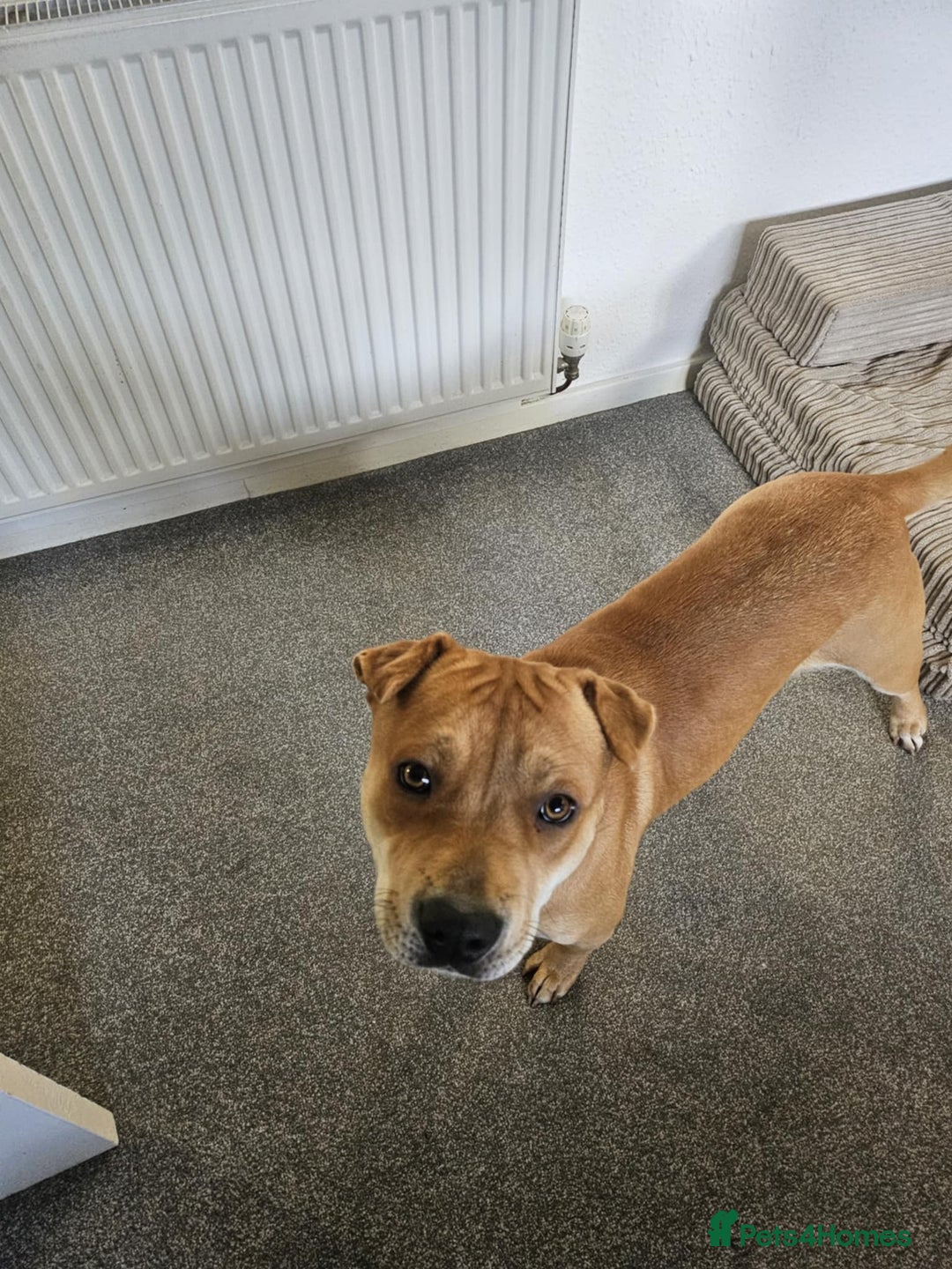 Mixed Breed dogs for sale: Beautiful shar pei cross looking for a new home - Advert 1