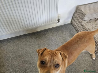 Mixed Breed dogs Beautiful shar pei cross looking for a new home - Advert 1