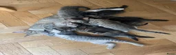 Mixed Breed cats for sale: 2 tabby girl kittens unusual colourings  - Advert 17