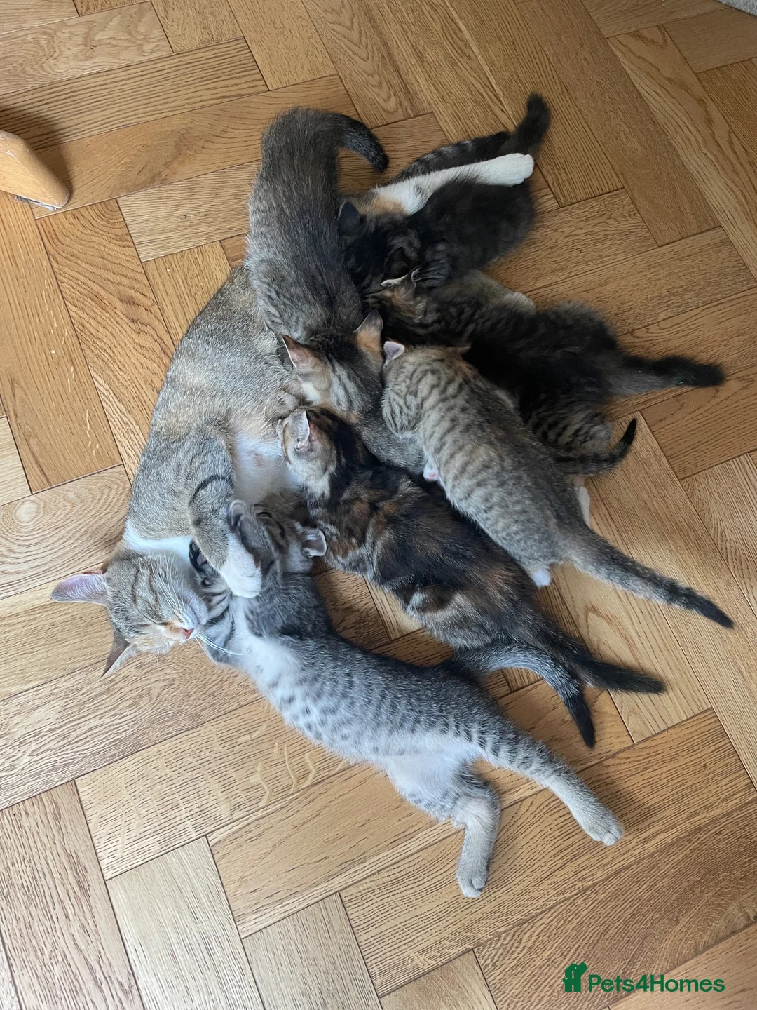 Mixed Breed cats for sale: 2 tabby girl kittens unusual colourings  - Advert 17