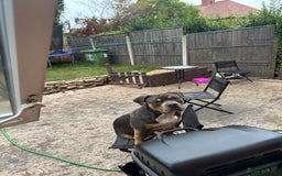 American Bully dogs for sale: Classic bully  - Image 5