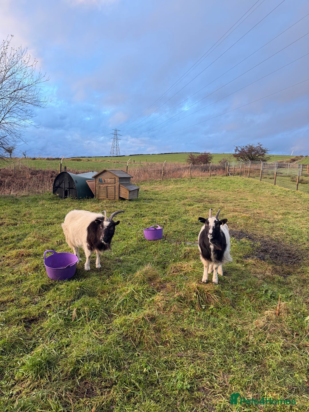Goats livestock for sale: Pygmy goats  - Advert 4
