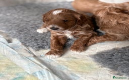 Mixed Breed dogs for sale: Australian Labradoodle  1 girl available - Image 3