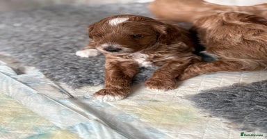 Mixed Breed dogs - Advert 16
