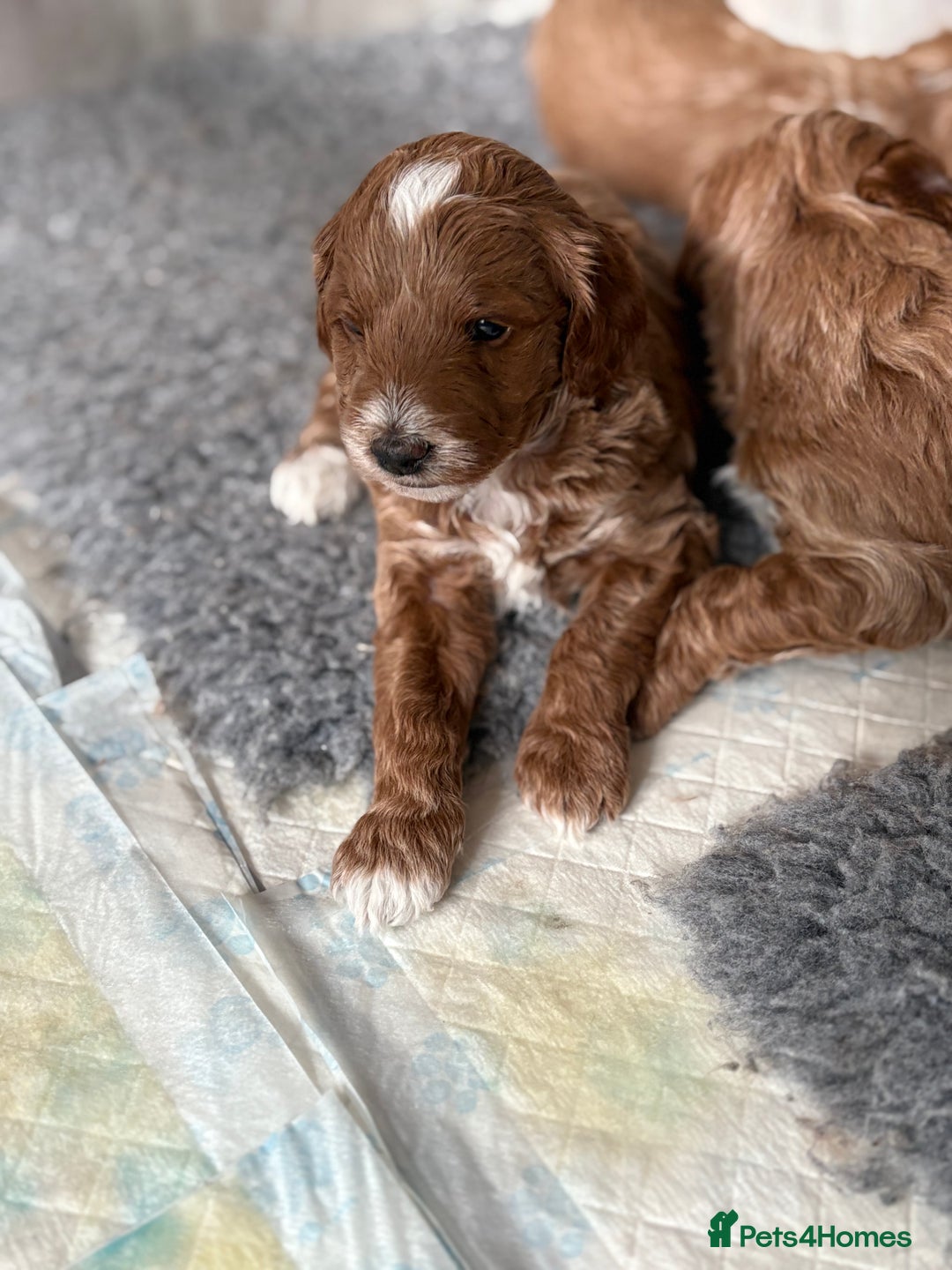 Mixed Breed dogs for sale: Australian Labradoodle  1 girl available - Image 3