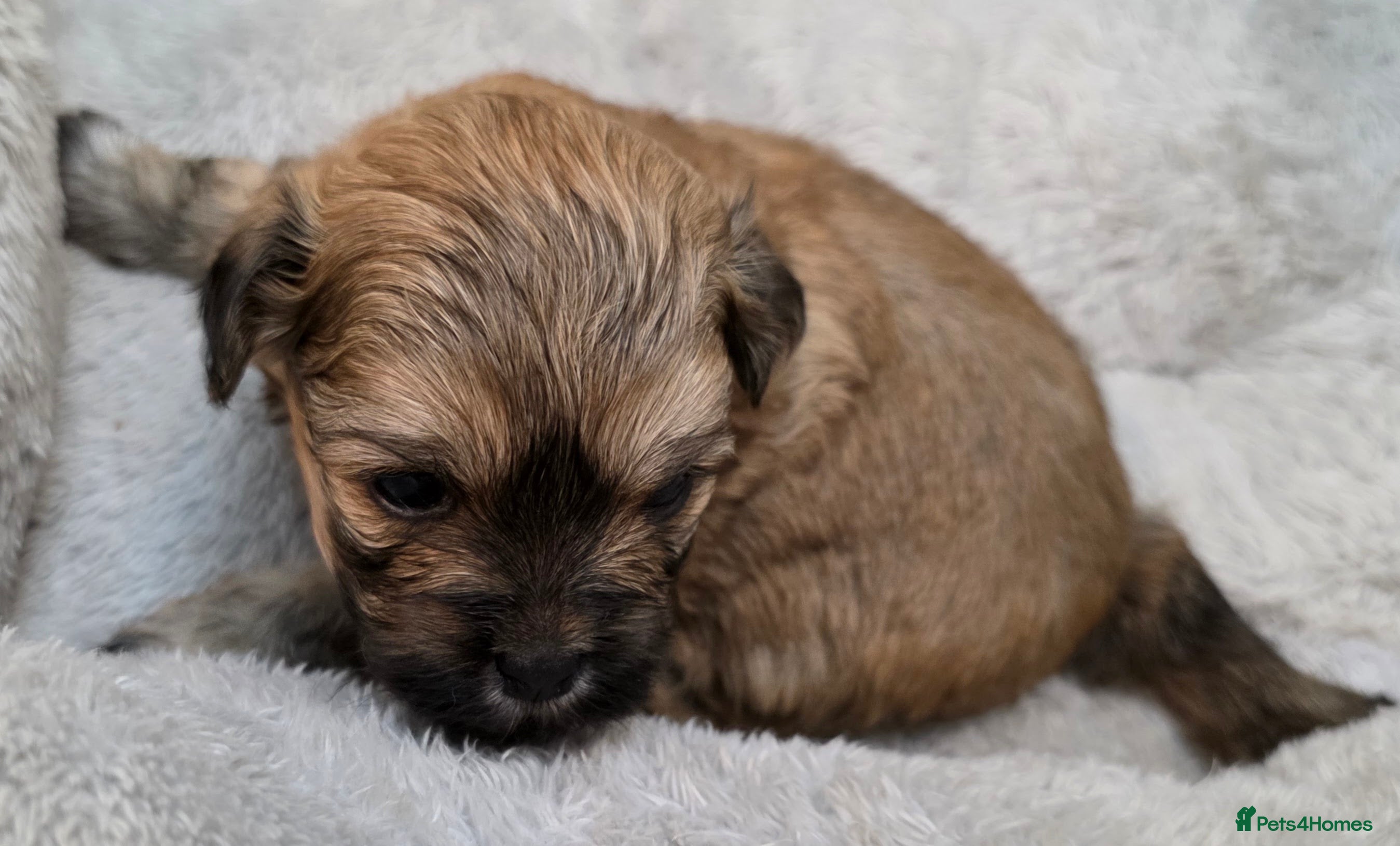 Zuchon dogs Gorgeous Shichon Puppies. Bichon Frise x Shih Tzu - Advert 2