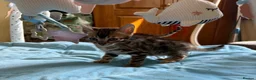 Bengal cats for sale: Rare Brown Charcoal  💙 TICA Bengal Kittens in Deal - Advert 5