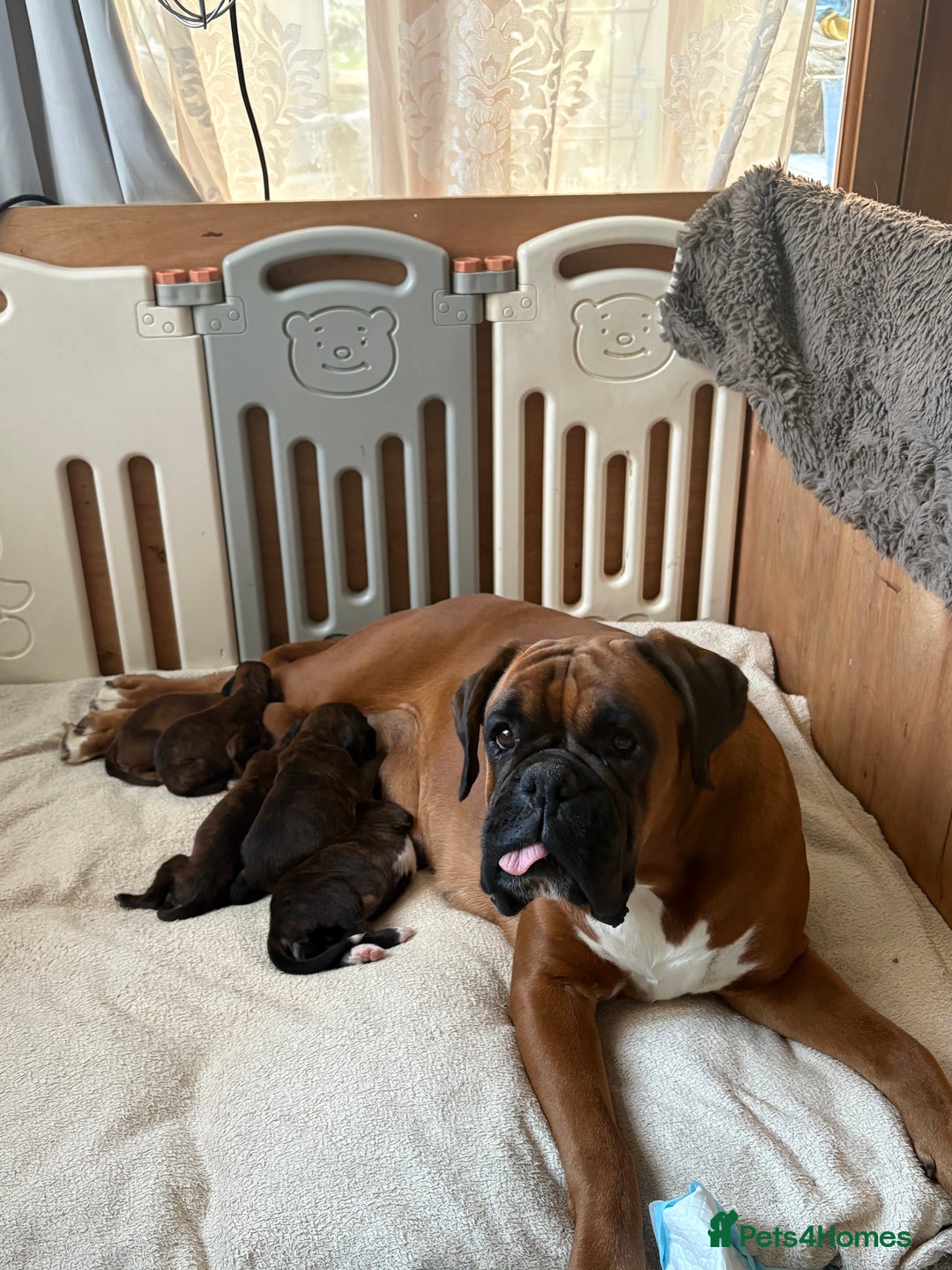 Boxer dogs for sale: KC registered boxer puppies  - Advert 10