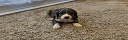 Cocker Spaniel dogs for sale: Cocker spaniel pups - Advert 11