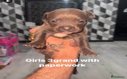 Mixed Breed dogs for sale: Beautiful 5 girls & 2 boys  - Image 7